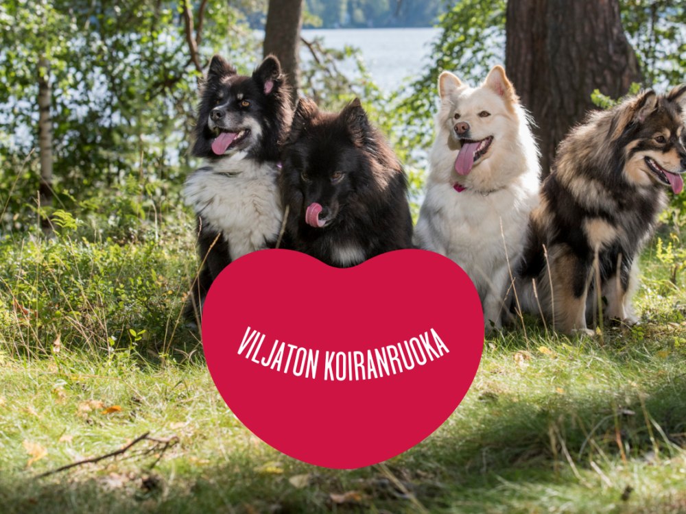 viljaton koiranruoka
